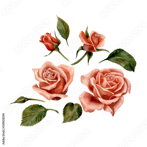 Rose. Watercolor. Isolate. Illustration for clipart. Designed for flower studios, holiday decoration, weddings, packaging, textiles, web design, websites, stickers, invitations, templates, logos. hand