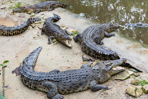 Resting crocodiles with opened mouth full of tooths. Crocodiles resting at crocodile farm. Cultivation of crocodiles.	 photo