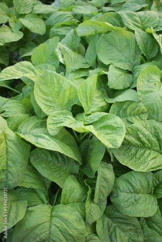 green spinach leaves growing in the vegetable garden. Organic vegetables.