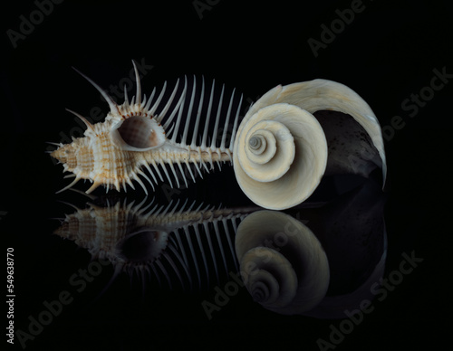 two shells photographed with a black background, murex pecten and thatcheria mirabilis photo
