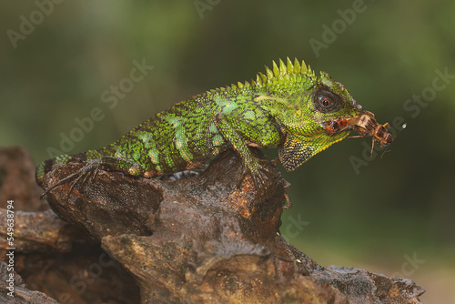 A forest dragon is preying on a cricket on a moss-covered ground. This reptile has the scientific name Gonocephalus chamaeleontinus.