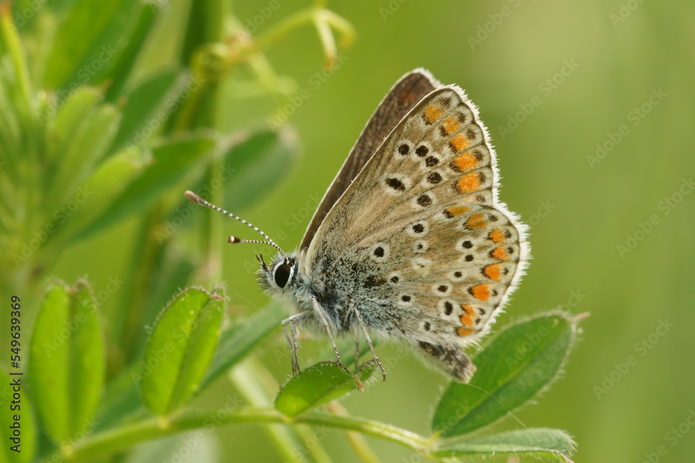 Closeup of a brown argus butterfly, Aricia agestis, with closed wings on the plant Closeup of a brown argus butterfly, Aricia agestis, with closed wings on the plant