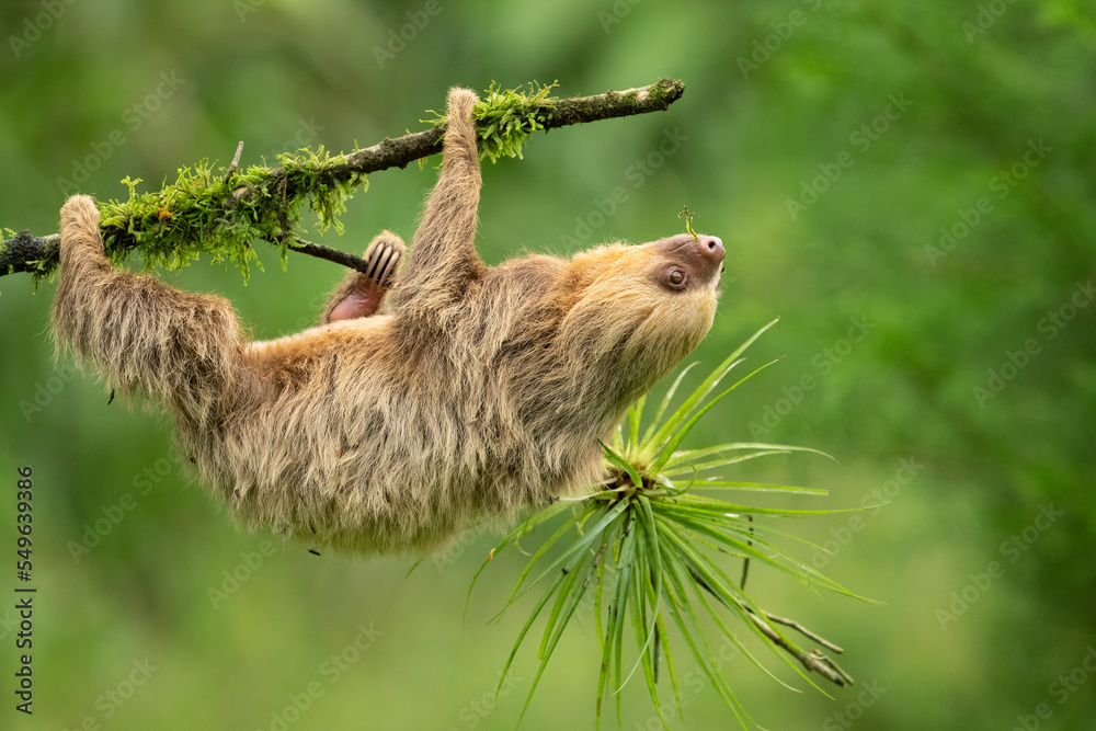 Obraz premium Hoffmann's two-toed sloth (Choloepus hoffmanni), also known as the northern two-toed sloth is a species of sloth from Central and South America.