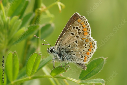 Closeup of a brown argus butterfly, Aricia agestis, with closed wings on the plant