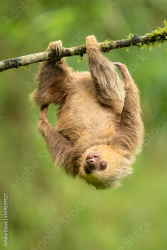 Hoffmann s two-toed sloth  Choloepus hoffmanni   also known as the northern two-toed sloth is a species of sloth from Central and South America. 