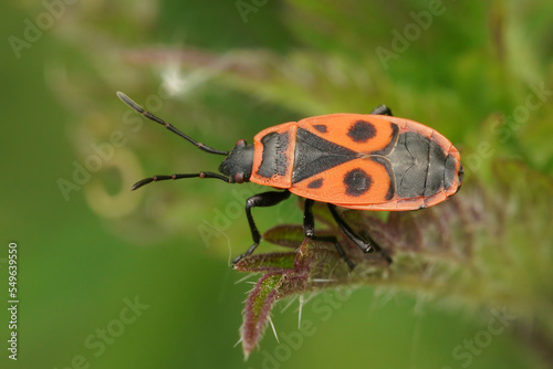 Closeup on the red firebug, Pyrrhocoris apterus sitting on a leaf in the garden photo