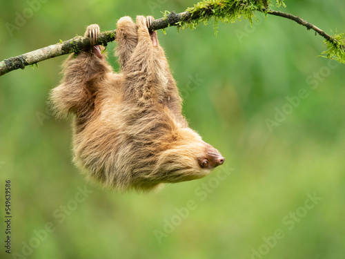 Hoffmann's two-toed sloth (Choloepus hoffmanni), also known as the northern two-toed sloth is a species of sloth from Central and South America. 