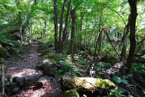 refreshing summer forest in the sunlight 