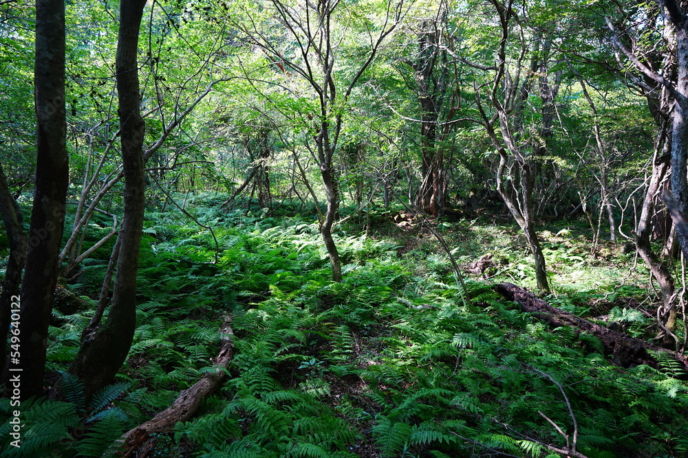 Fototapeta premium old trees and vines in wild forest 