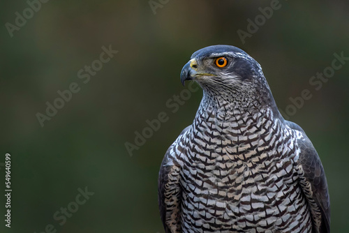 Portrait of a beautiful Northern Goshawk (Accipiter gentilis) in the forest of Noord Brabant in the Netherlands. Dark background. 