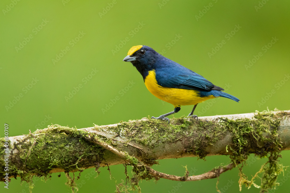 Spot-crowned euphonia (Euphonia imitans) is a species of bird in the family Fringillidae. It is found in Costa Rica and Panama. Its natural habitats are subtropical or tropical moist lowland forest Spot-crowned euphonia (Euphonia imitans) is a species of bird in the family Fringillidae. It is found in Costa Rica and Panama. Its natural habitats are subtropical or tropical moist lowland forest