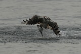 osprey is hunting a fish