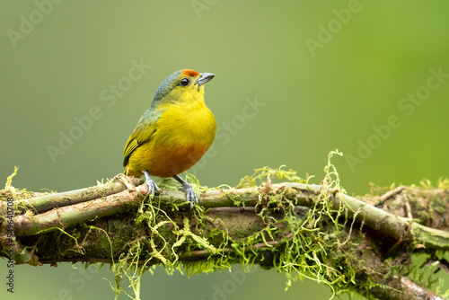 Fotografie, Tablou Spot-crowned euphonia (Euphonia imitans) is a species of bird in the family Fringillidae