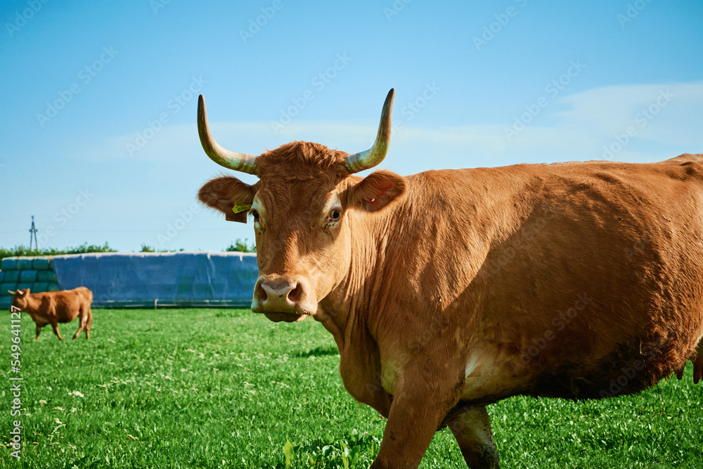 Red cows grazing at summer green field.