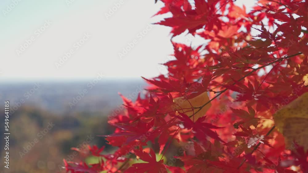 maple leaves fluttering in the wind maple leaves fluttering in the wind