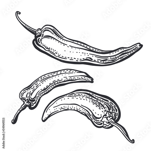 Pepper chilli hand drawn set Vector sketch Paprika
