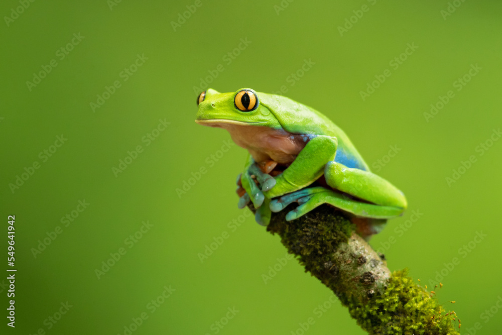 Blue-sided leaf frog (Agalychnis annae), also known as the orange-eyed leaf frog, is an endangered species of tree frog in the subfamily Phyllomedusinae Blue-sided leaf frog (Agalychnis annae), also known as the orange-eyed leaf frog, is an endangered species of tree frog in the subfamily Phyllomedusinae