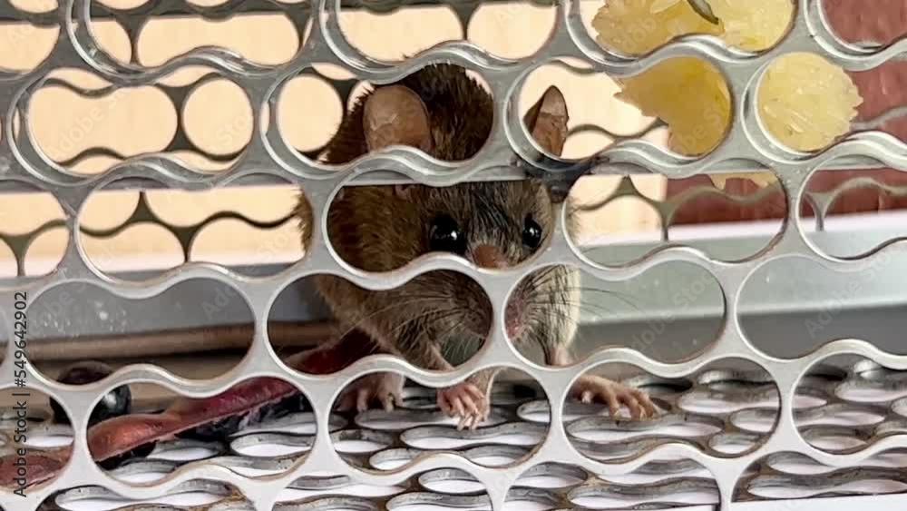 Rat in cage,Plague,Rats are carriers of the disease. Stock ビデオ Adobe Stock