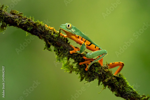 Cruziohyla calcarifer, the splendid leaf frog or splendid treefrog, is a species of tree frog of the subfamily Phyllomedusinae