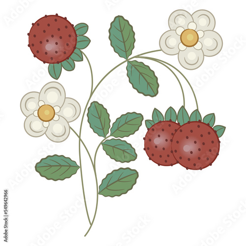 Blooming branch of strawberry plant with flowers and ripe berries. Isolated vector illustration.