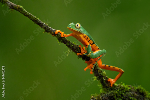 Quadro em tela Cruziohyla calcarifer, the splendid leaf frog or splendid treefrog, is a species
