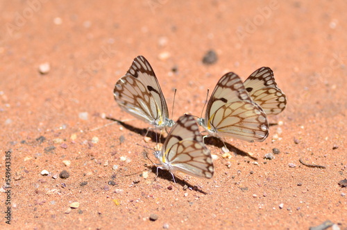 belenois aurota Brown White Butterfly Namibia Africa