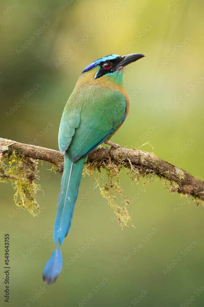 Obraz premium Lesson's motmot (Momotus lessonii) or the blue-diademed motmot, is a colorful near-passerine bird found in forests and woodlands of southern Mexico to western Panama.