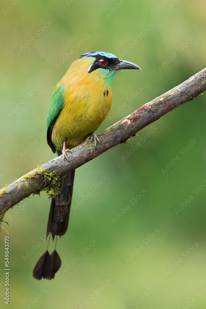 Obraz premium Lesson's motmot (Momotus lessonii) or the blue-diademed motmot, is a colorful near-passerine bird found in forests and woodlands of southern Mexico to western Panama.