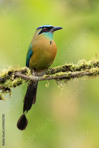 Lesson's motmot (Momotus lessonii) or the blue-diademed motmot, is a colorful near-passerine bird found in forests and woodlands of southern Mexico to western Panama.