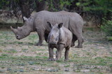 Young White Rhino in savannah Namibia Africa Breitmaul Nashorn