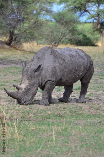 White Rhino in savannah Namibia Africa Breitmaul Nashorn