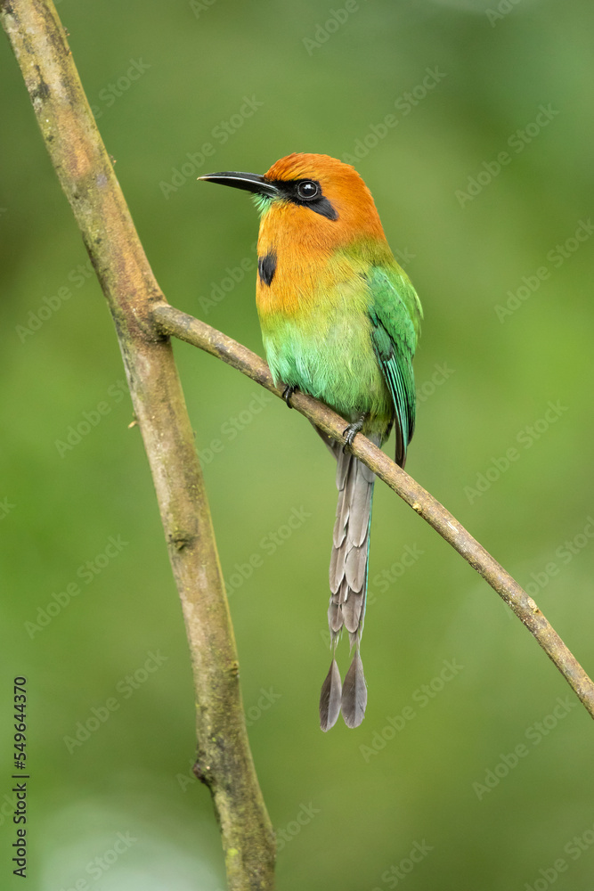 Fototapeta premium Broad-billed motmot (Electron platyrhynchum) is a fairly common Central and South American bird of the Momotidae family.