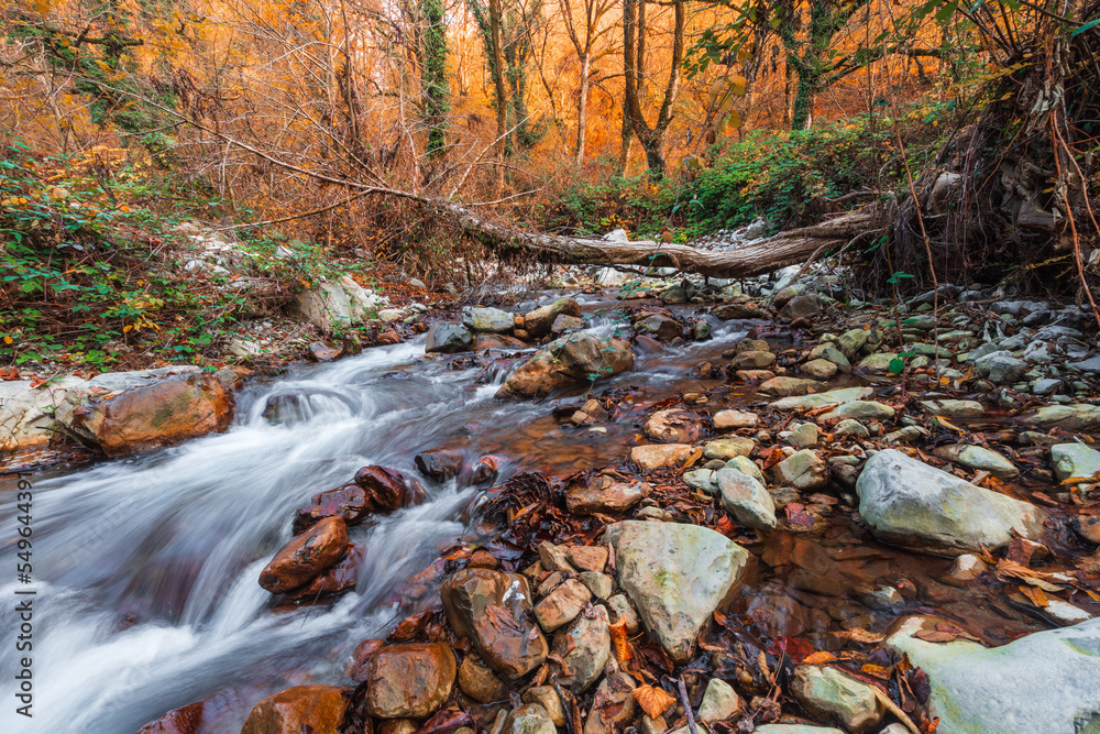 Fast mountain river in the forest in autumn