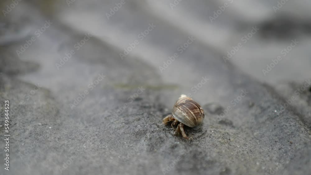 Little hermit crab moving along the sea beach Little hermit crab moving along the sea beach