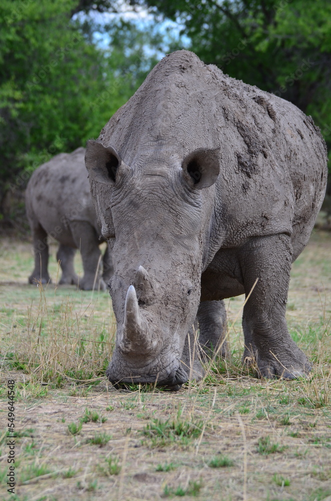 White Rhino in savannah Namibia Africa Breitmaul Nashorn