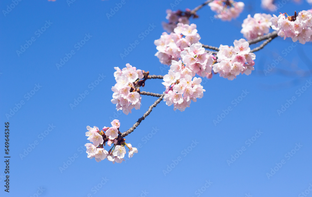 Beautiful and cute pink cherry blossom (Kawazu Sakura) wallpaper background, Tokyo, Japan Beautiful and cute pink cherry blossom (Kawazu Sakura) wallpaper background, Tokyo, Japan