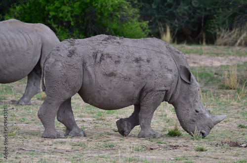 Young White Rhino in savannah Namibia Africa Breitmaul Nashorn