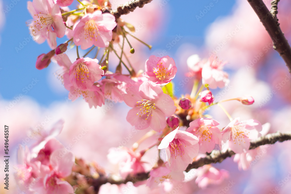 Beautiful and cute pink cherry blossom (Kawazu Sakura) wallpaper background, Tokyo, Japan 