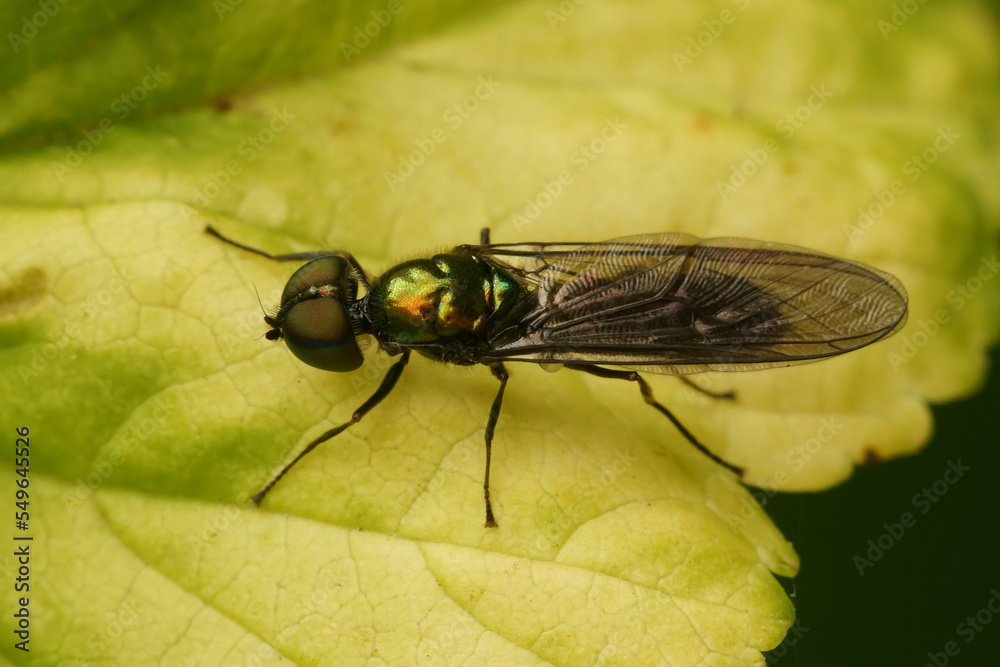 Closeup on a rarely photographed soldier fly , the iridescent centurion Sargus iridatus , sitting on a green leaf Closeup on a rarely photographed soldier fly , the iridescent centurion Sargus iridatus , sitting on a green leaf