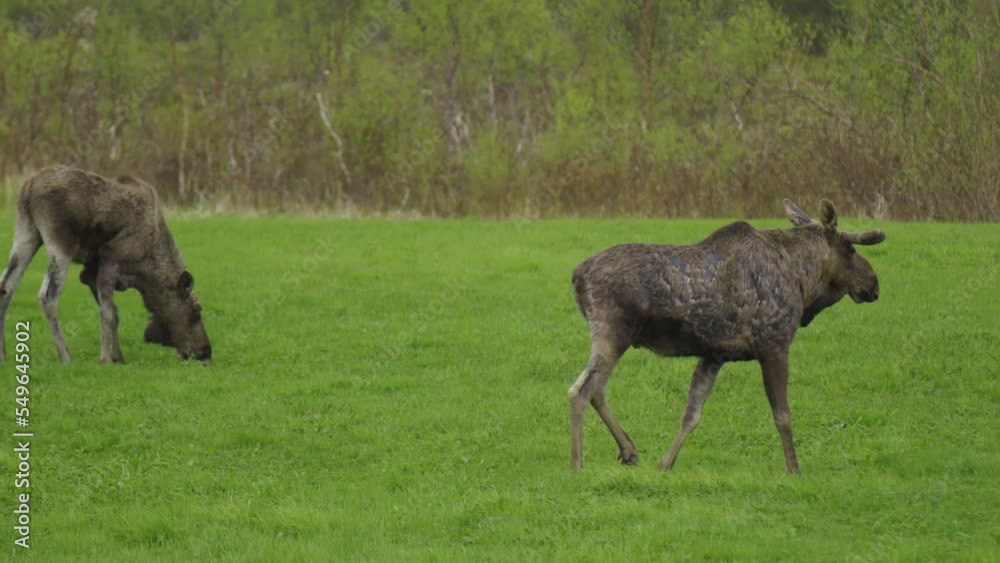 two Norwegian elk moves in the mountains on the grass two Norwegian elk moves in the mountains on the grass