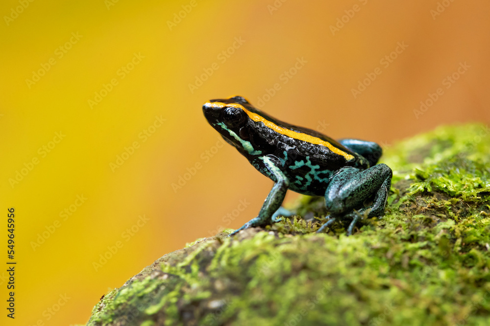 Fototapeta premium Golfodulcean poison frog or Golfodulcean poison-arrow frog (Phyllobates vittatus) is a species of frog in the family Dendrobatidae endemic to Costa Rica