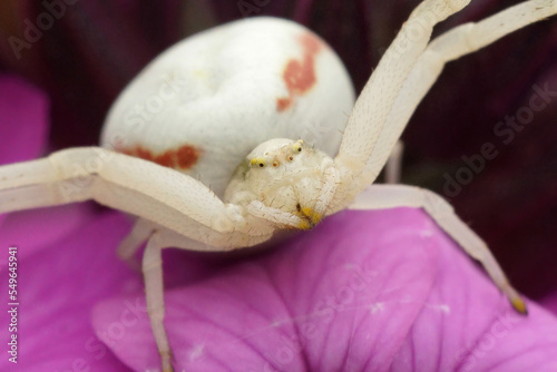 Fototapeta Naklejka Na Ścianę i Meble -  Colorful closeup on a common goldenrod flower crab spider, Misumena vatia sitting on a purple flower