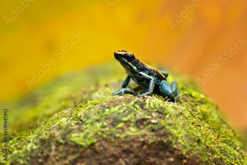 Golfodulcean poison frog or Golfodulcean poison-arrow frog (Phyllobates vittatus) is a species of frog in the family Dendrobatidae endemic to Costa Rica photo