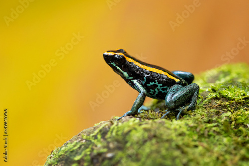 Golfodulcean poison frog or Golfodulcean poison-arrow frog (Phyllobates vittatus) is a species of frog in the family Dendrobatidae endemic to Costa Rica photo