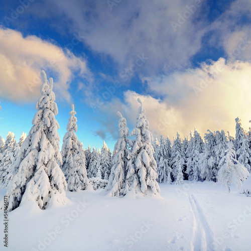 Schnee im Winterwald © Jenny Sturm