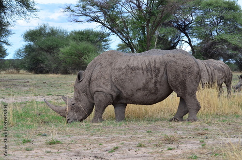 White Rhino in savannah Namibia Africa Breitmaul Nashorn