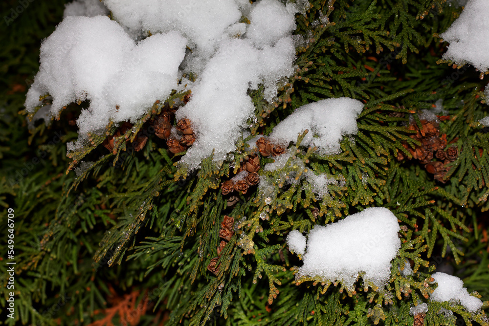 Snow on thuja branches, Kharkiv, Ukraine