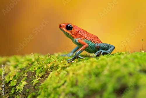 Granular poison frog or granular poison arrow frog (Oophaga granulifera) is a species of frog in the family Dendrobatidae, found in Costa Rica and Panama photo