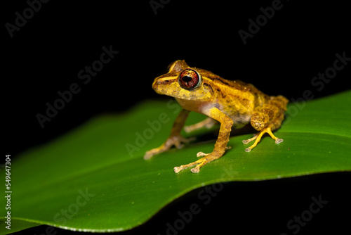 Pristimantis cruentus is a species of frog in the family Strabomantidae, sometimes known as the Chiriqui robber frog. It is found in Costa Rica, Panama, and north-western Colombia photo