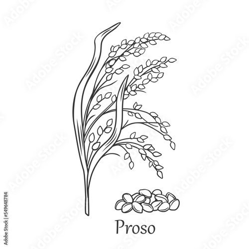 Proso cereal crop outline icon vector illustration. Line hand drawing summer farm grain grass with leaves, seeds and Proso text, sketch of growing agriculture plant, growth of harvest on field